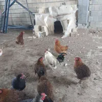 مرغ تخم گذار