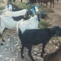 30راس بز جوان