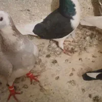 چپ یاخال تپه دارنر پرشی  یک جفت تهرانی  غریبه