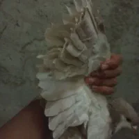 ماده رسمی فروشی