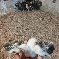 جوجه لاری(اوشامو افغان)