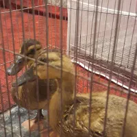 مرغابی|حیوانات مزرعه|تربتحیدریه, شهرک ولیعصر|دیوار