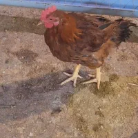 خروس برای شب یلدا