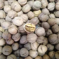 خرید بدون واسطه گردو|خوردنی و آشامیدنی|تهران, شارق|دیوار