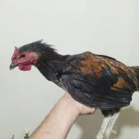 خروس چهل پوپ