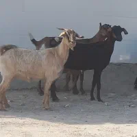 ،۱۲کهره نر بز نزار قصابی وداشتی دوقلوزا|حیوانات مزرعه|بندرعباس, |دیوار