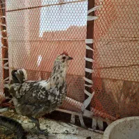مرغ تخم گذار