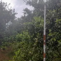 باغچه پرتقال محصور شده