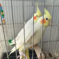 یه جفت عروس هلندی