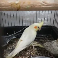 طوطی عروس هلندی|پرنده|الوند, |دیوار