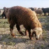 بره (نر)