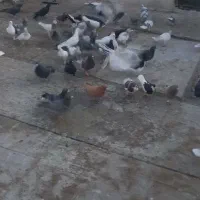 کفتر پرشی|پرنده|قزوین, |دیوار