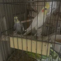 یک جفت عروس هلندی