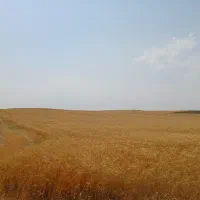 زمین ۱۲ هکتاری گندم دیم