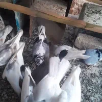 یک کبوتر ابلغ با گلدار گم شده