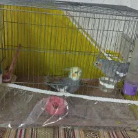 یک جفت عروس هلندی|پرنده|بجنورد, |دیوار