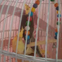 جوجه عروس هلندی به شرط حرف زدن|پرنده|گلپایگان, |دیوار