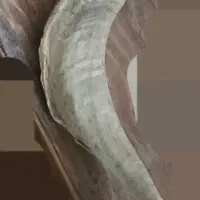 شاخص بز کوهی اصلی