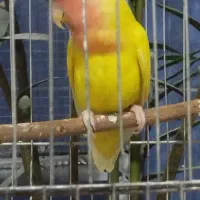 طوطی برزیلی ماده اماده جفت|پرنده|کرج, آق تپه|دیوار