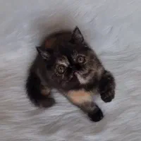 اگزاتیک شورت هیر|گربه|تهران, فردوس|دیوار