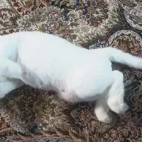 گربه خونگی و خونگرم