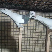 طوقی ماده|پرنده|شیراز, عادل آباد|دیوار