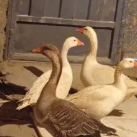 فروش غاز