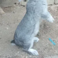 خرگوش نر|موش و خرگوش|میاندوآب, |دیوار