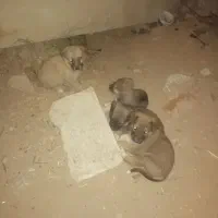 7قلاده توله سگ تعدادی قدر جونی