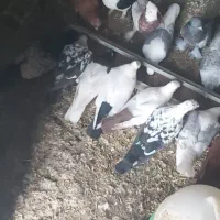 تعدادی کبوتر رنگی دورگ نر وماده