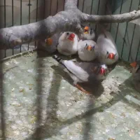 فنچ ‌|پرنده|گرگان, |دیوار