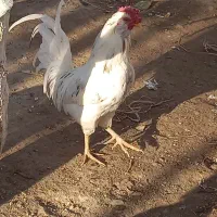 خروس اصیل گلین|حیوانات مزرعه|تهران, شهرک آزمایش|دیوار