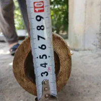 فروش  چوب بامبو