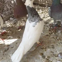 یه جفت کفتر کبوتر طوقی.نر طوق سیاه ماده طوق شازده|پرنده|شیراز, شهرک امیر کبیر|دیوار