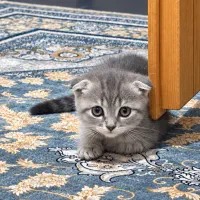 واگذاری گربه اسکاتیش سیلور دو ماهه