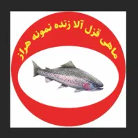 ماهی قزل الا زنده قیمت کف بازار