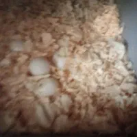 عروس هلندی|پرنده|ری, شهادت|دیوار