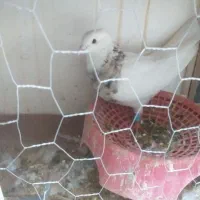 طوقی|پرنده|بهار, |دیوار