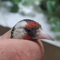 سهره سرسیاه گل بلند قناری ابلغ پرتقالی نرگلبسر نر