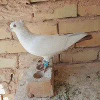 کبوتر دم سرخ کاکلی جفت|پرنده|مشهد, خین عرب|دیوار