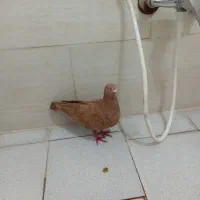 کبوتر|پرنده|شیراز, رکن‌آباد|دیوار