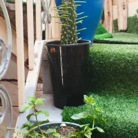 سلام فروش سی عدد گل و گلدان