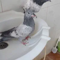 کبوتر سینه|پرنده|شیراز, شاهچراغ|دیوار