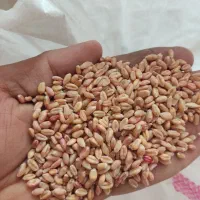 با سلام فروش گندم آبی و دیم