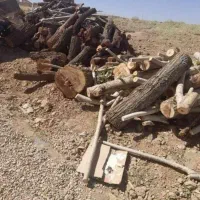 خریدار چوب تبریزی باغی وغیره درمحل