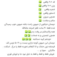غول سرابی قد۹۳ وزن۸۰ شجره دار دزدگیر عالی|سگ|تهران, والفجر (افسریه)|دیوار