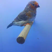 فنچ زبرا هاف اورنج خالص ۹ عدد|پرنده|پاکدشت, خاتون آباد|دیوار