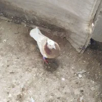 کبوتر ابلاغ طوقی|حیوانات|میاندوآب, |دیوار