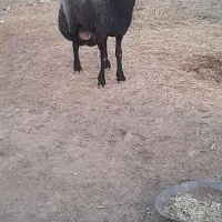 قوچ|حیوانات مزرعه|کرمانشاه, |دیوار