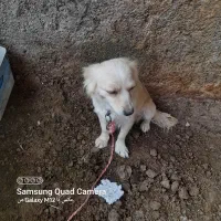 سگ پاکوتاه  سالم سالم